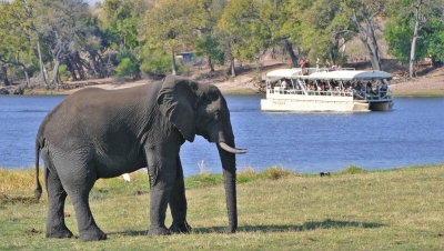 Elefant am Chobe River Botswana (Alexander Mirschel)  Copyright 
License Information available under 'Proof of Image Sources'